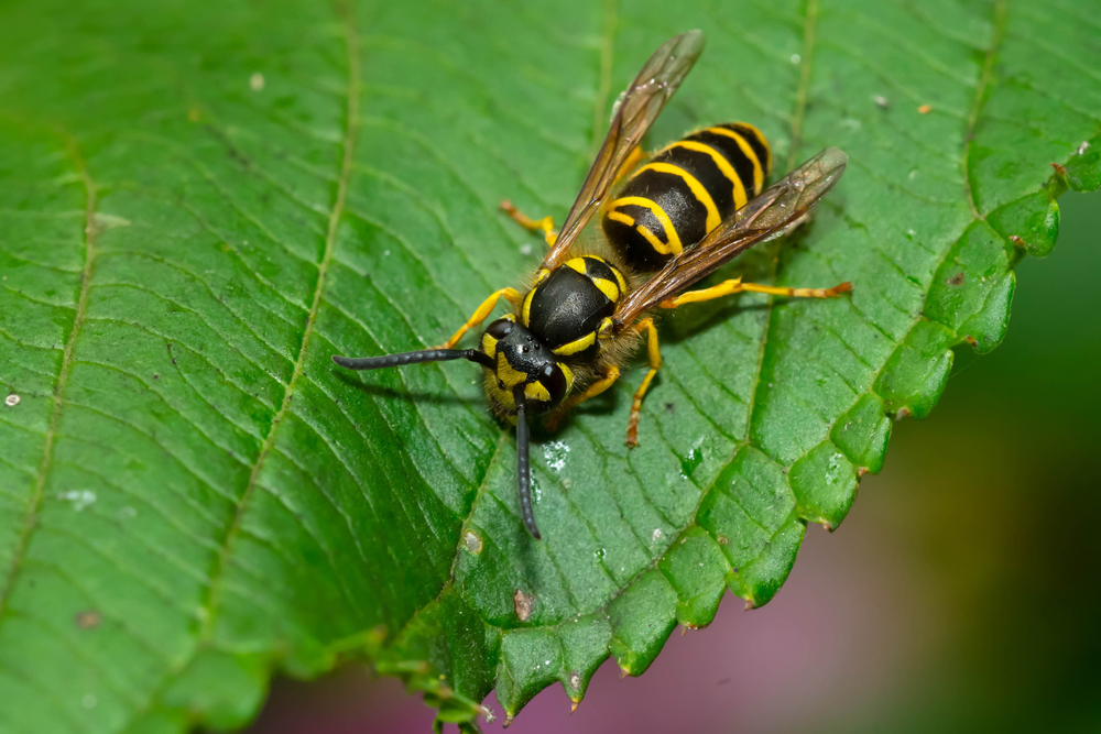 Seeing more wasps this year? Here’s why