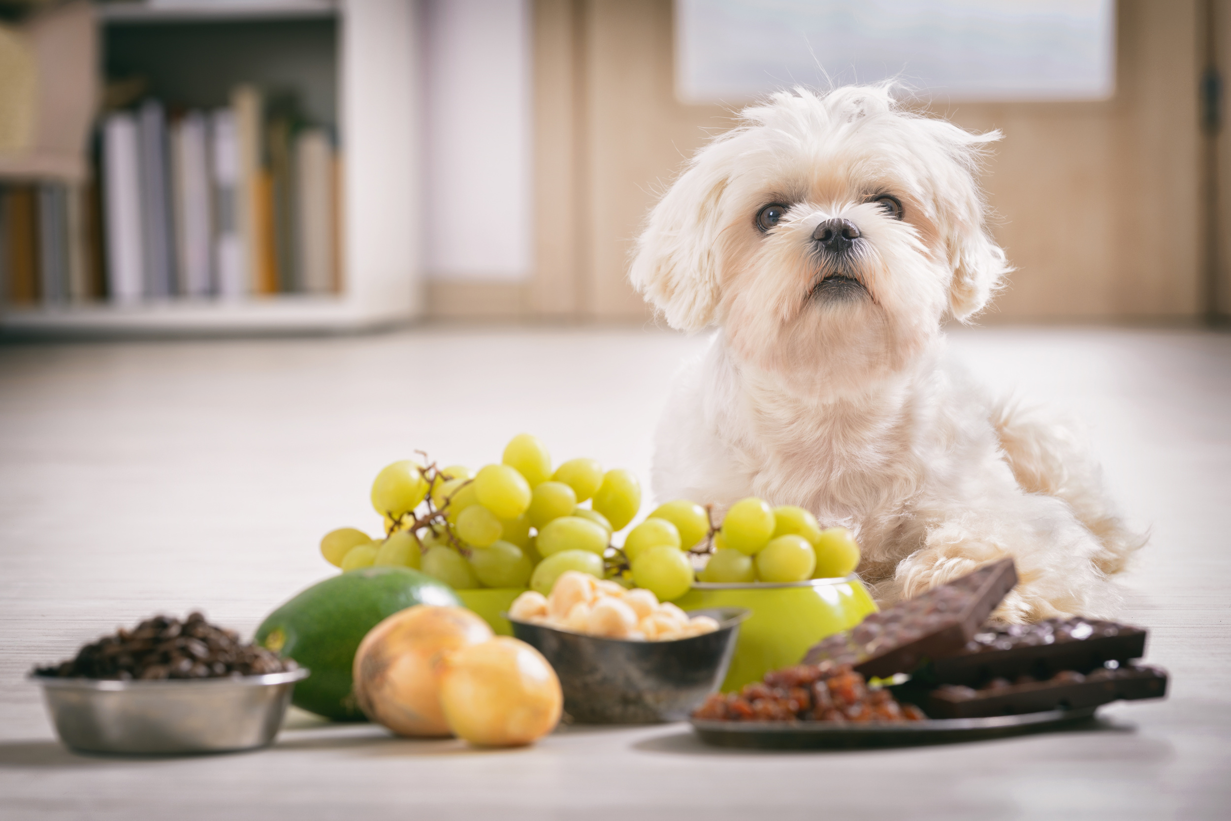<p>Everything from cleaning supplies to houseplants can be toxic to pets. If you've got a dog or a cat, research which types of plants, cleaners, and foods are poisonous and keep your pet away from them. </p><p><a href='https://www.msn.com/en-us/community/channel/vid-cj9pqbr0vn9in2b6ddcd8sfgpfq6x6utp44fssrv6mc2gtybw0us'>Did you enjoy this slideshow? Follow us on MSN to see more of our exclusive lifestyle content.</a></p>
