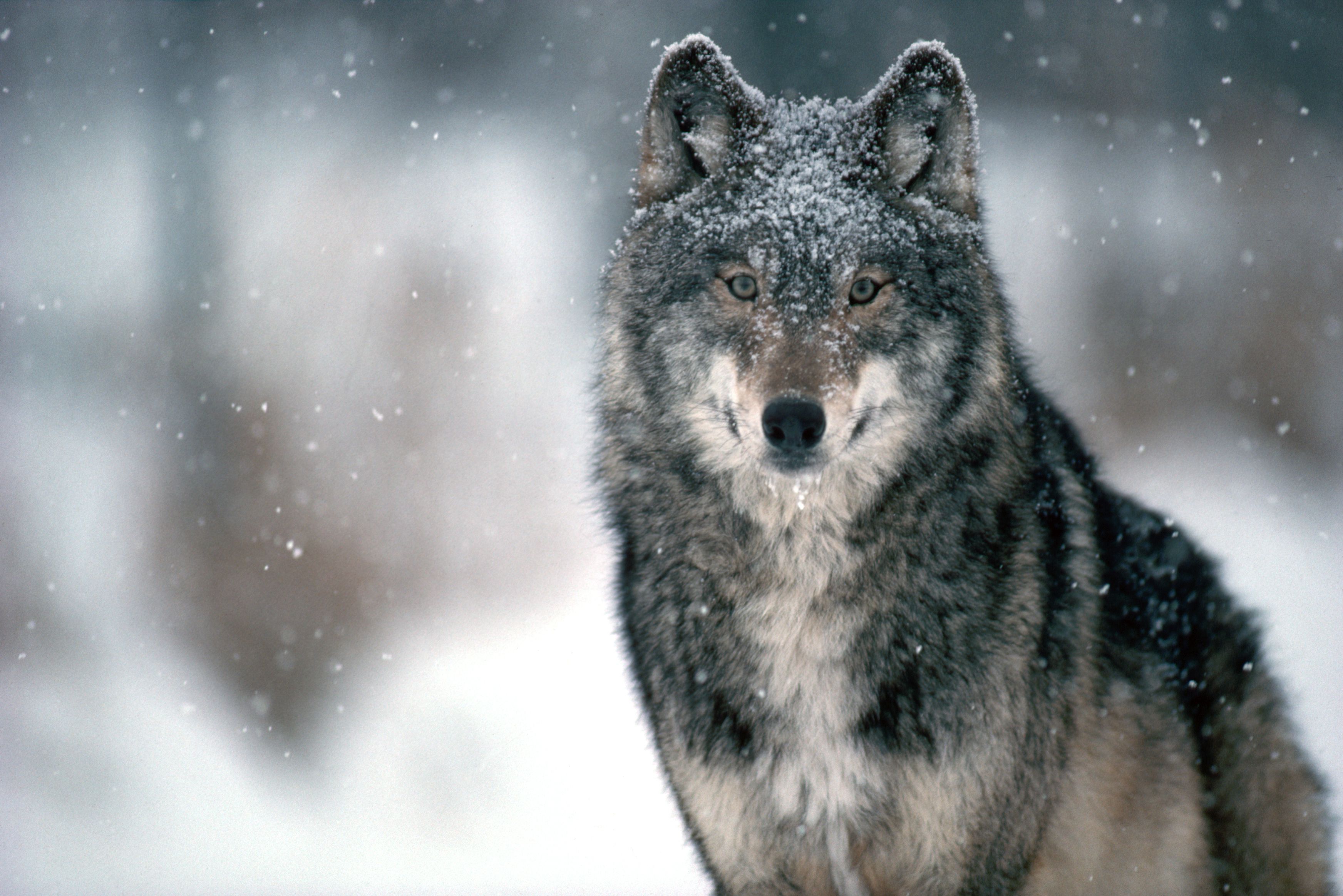 lobos de chernóbil habrían desarrollado resistencia al cáncer