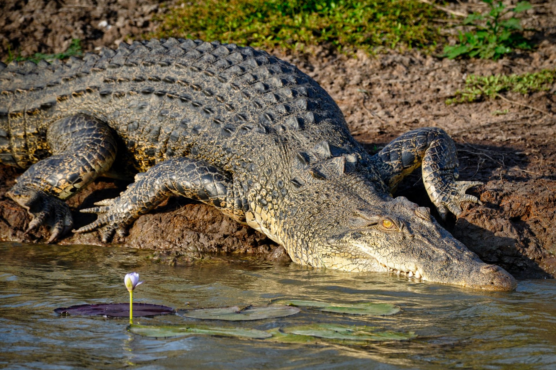 Crocodiles In The Bahamas More Than You Think - j8dpc9j