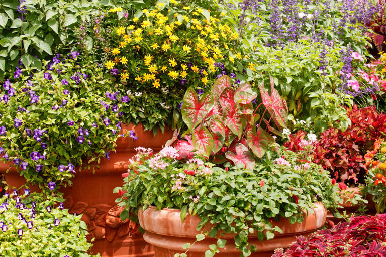 The 10 Best Plants to Grow in Your Container Garden