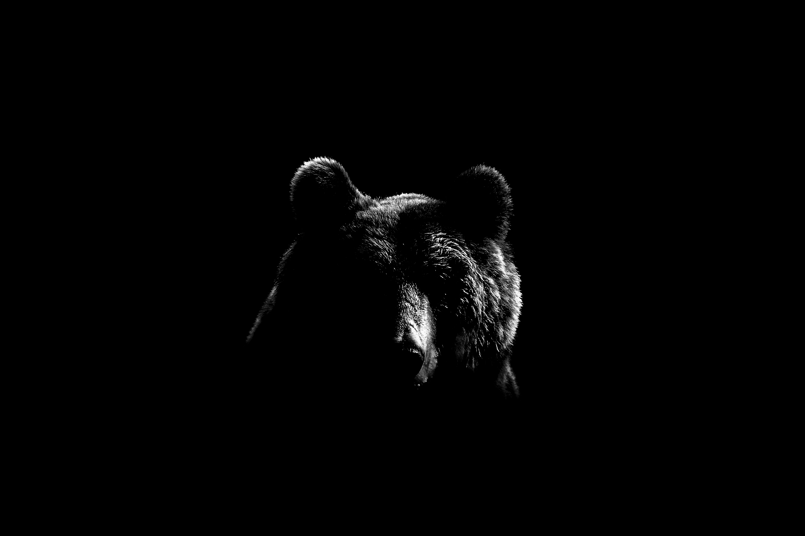 Медведь на черном фоне. Медведь на темном фоне. Злой медведь. Черный медведь на черном фоне.