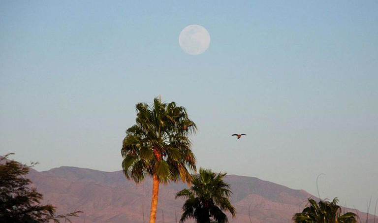 A recent late afternoon Worm Moon, with palms and a lone dove as seen from Fountain Hills in April of 2021.