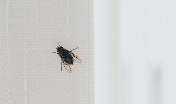 7 ways to ‘repel' flies from your home ‘for good' without chemicals