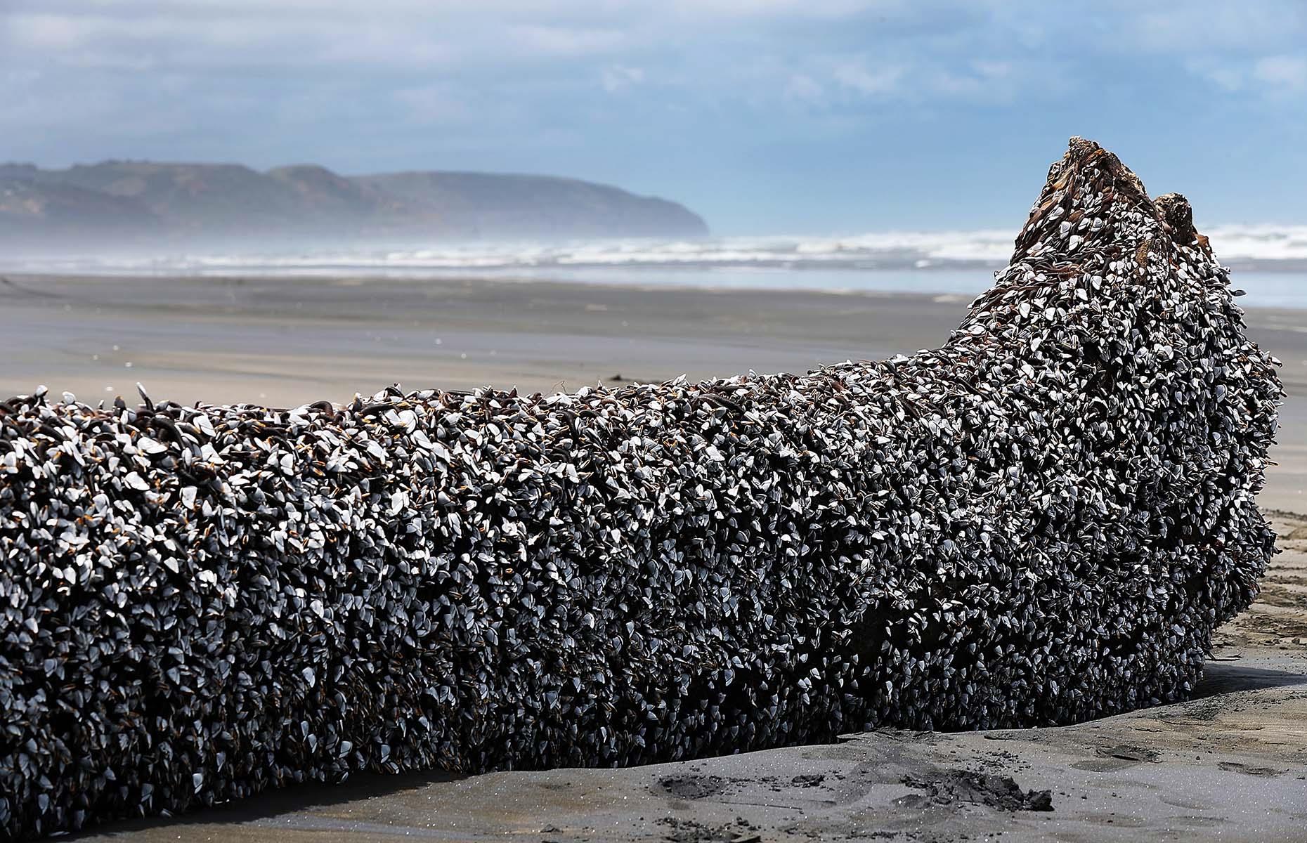 The strangest things that have washed up on beaches around the world