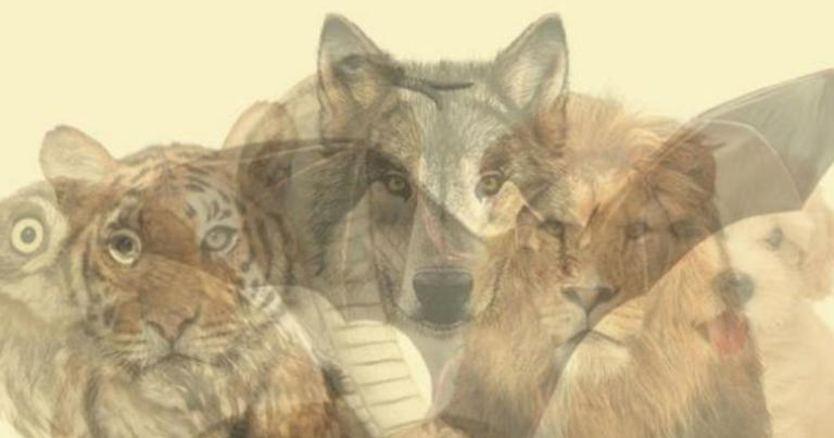 Can you see the hidden animal in this optical illusion?