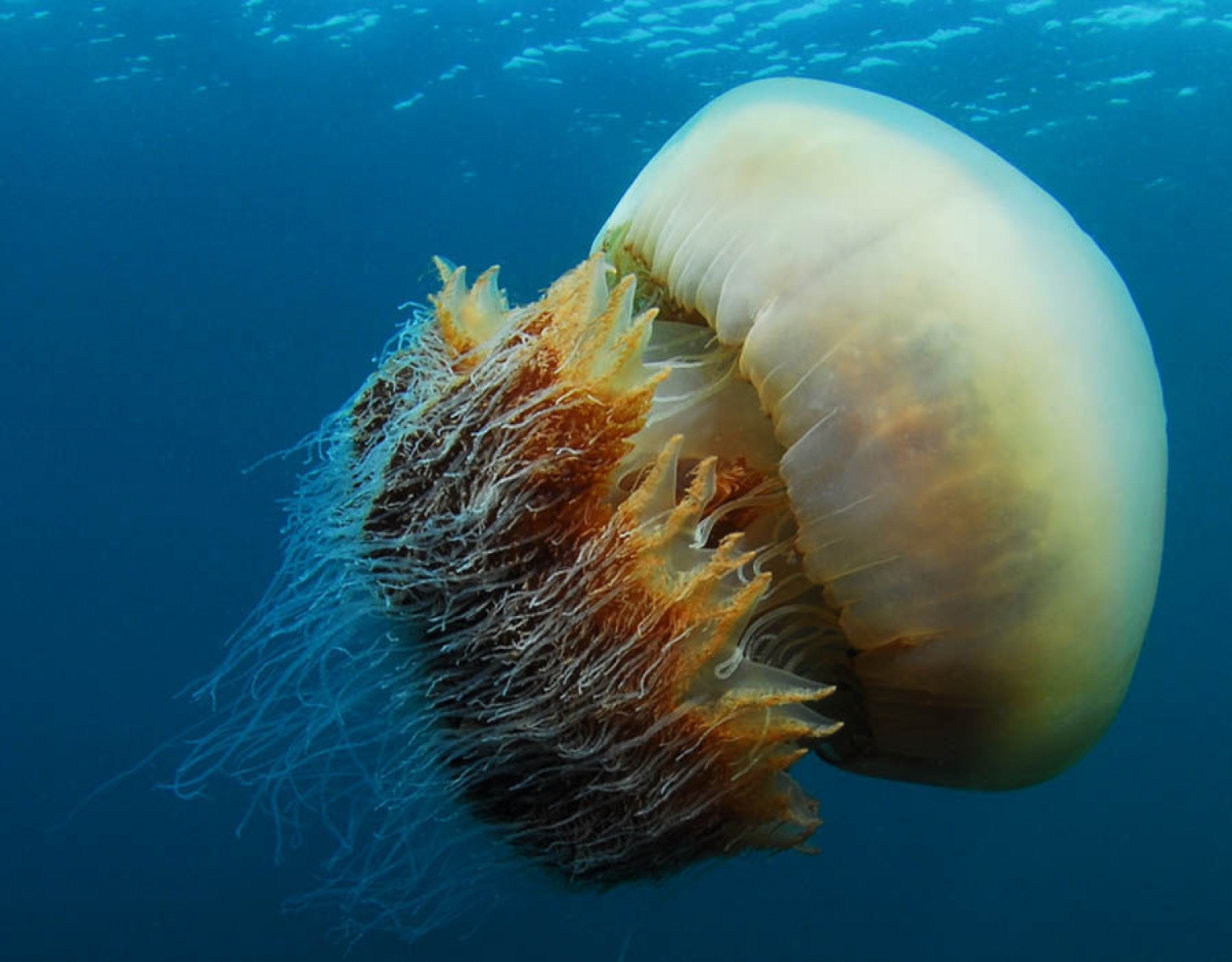 Медузы ледовитого океана. Медуза волосистая цианея. Медуза цианея гигантская. Арктическая медуза цианея. Колокол Номура медуза.
