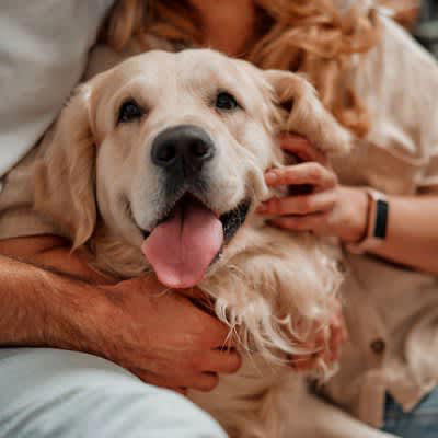 甘えん坊な犬種』４選♡ でも甘やかしすぎることのリスクも知って