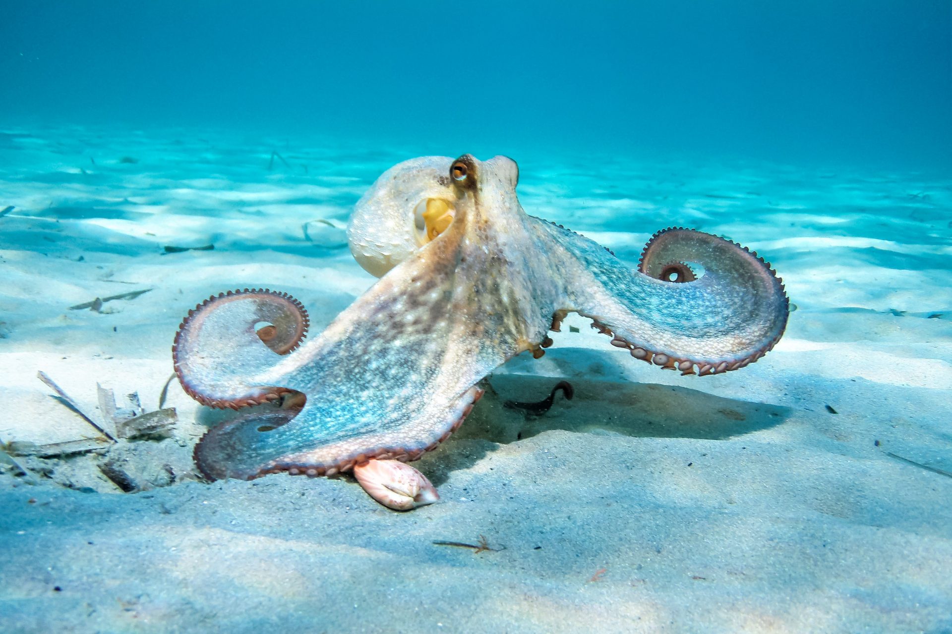 Do you know these surprising facts about sea creatures?