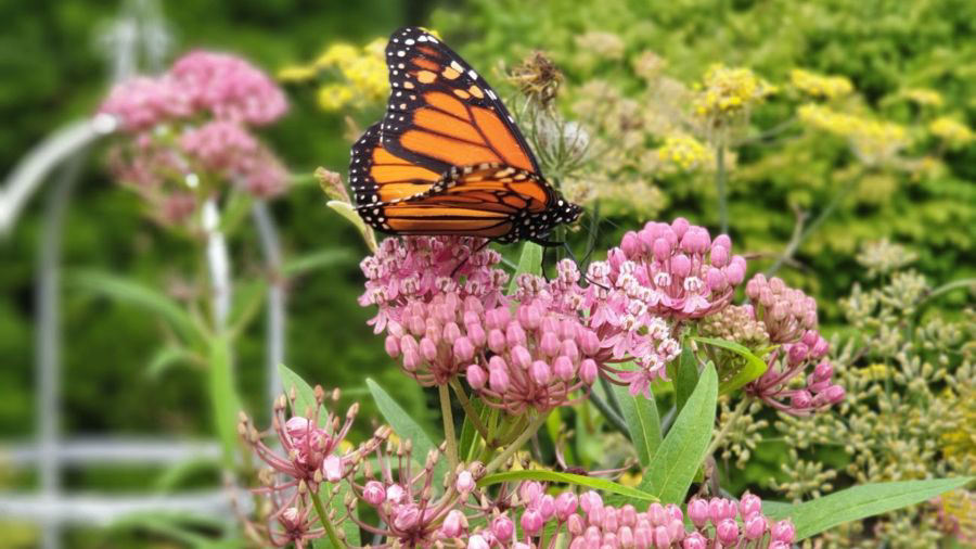 Five common butterflies found in Pennsylvania