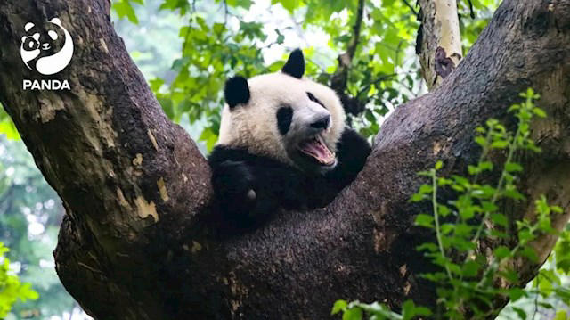 2名游客被終生禁入成都大熊貓基地：投喂竹筍、花生