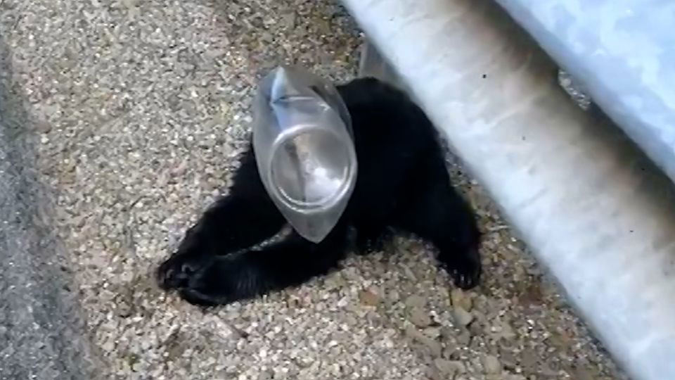 Distressed bear cub rescued after its head was trapped in a plastic
