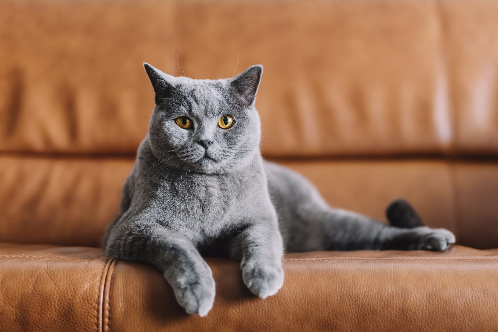 20 Cutest Cat Breeds You’ll Want to Adopt