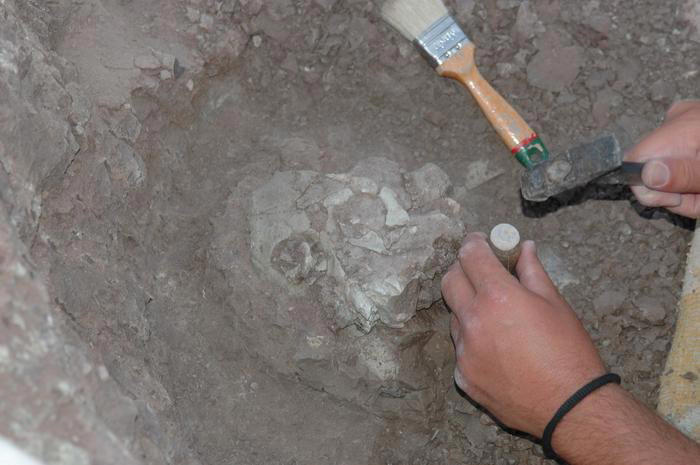 Excavation of the Anadoluvius turkae fossil(Credits: Ayla Sevim-Erol / SWNS)