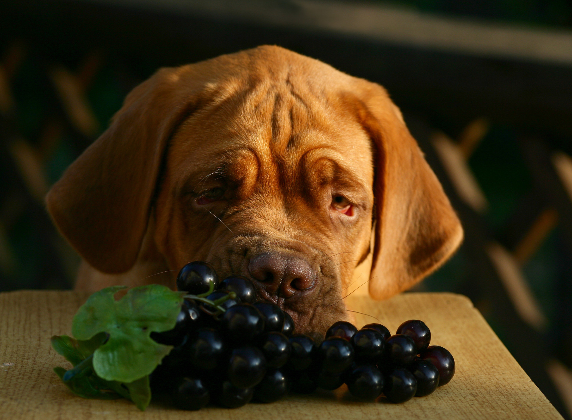 Attention ! Ces aliments sont toxiques pour votre chien