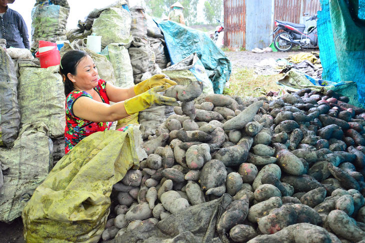 Người dân ở Kiên Giang thu hoạch khoai lang - Ảnh: ĐẶNG LINH