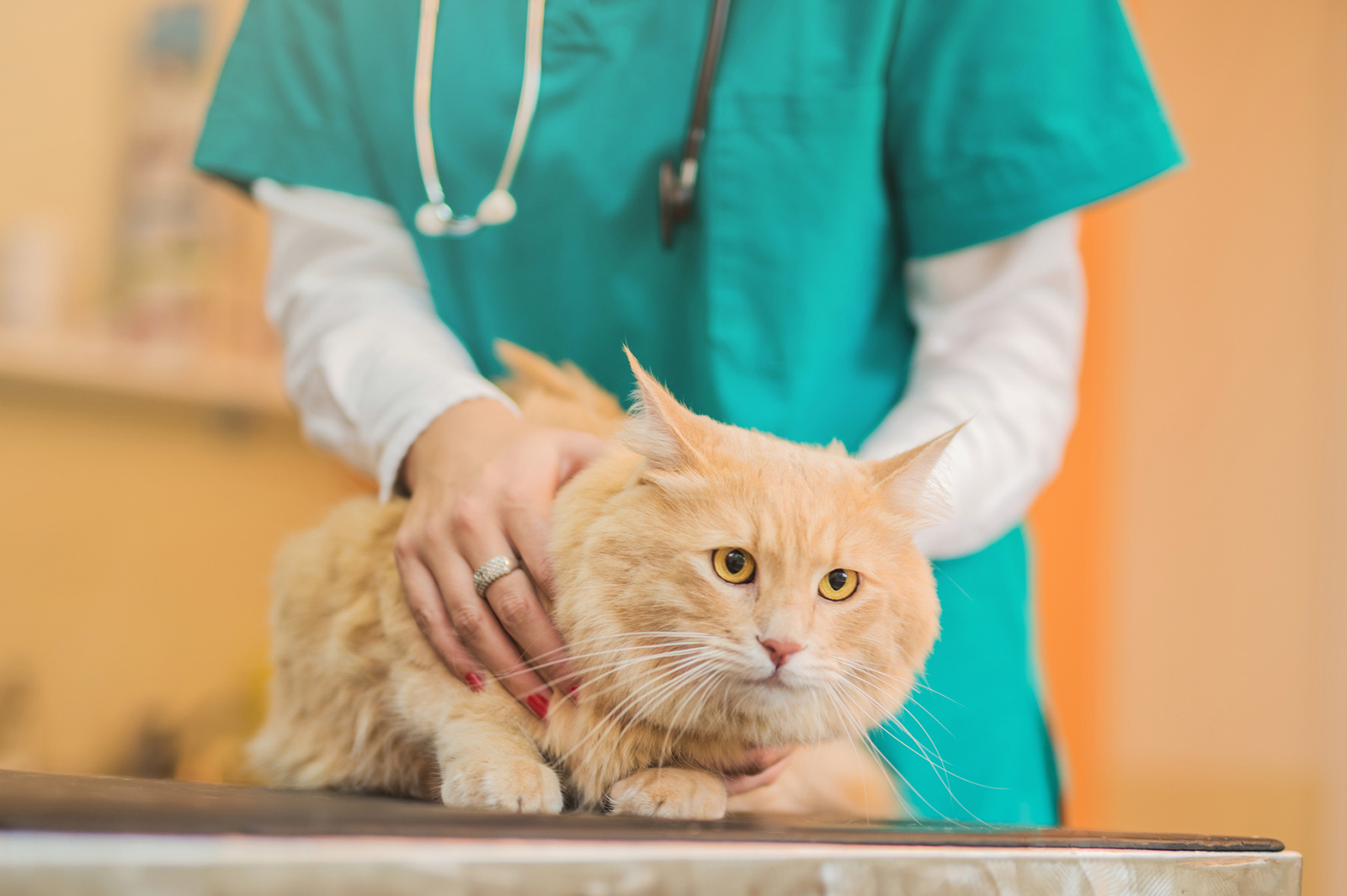 15-most-common-cat-diseases-from-arthritis-to-ibd