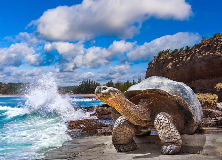 Review: Get close to nature with a trip to the Galapagos Islands