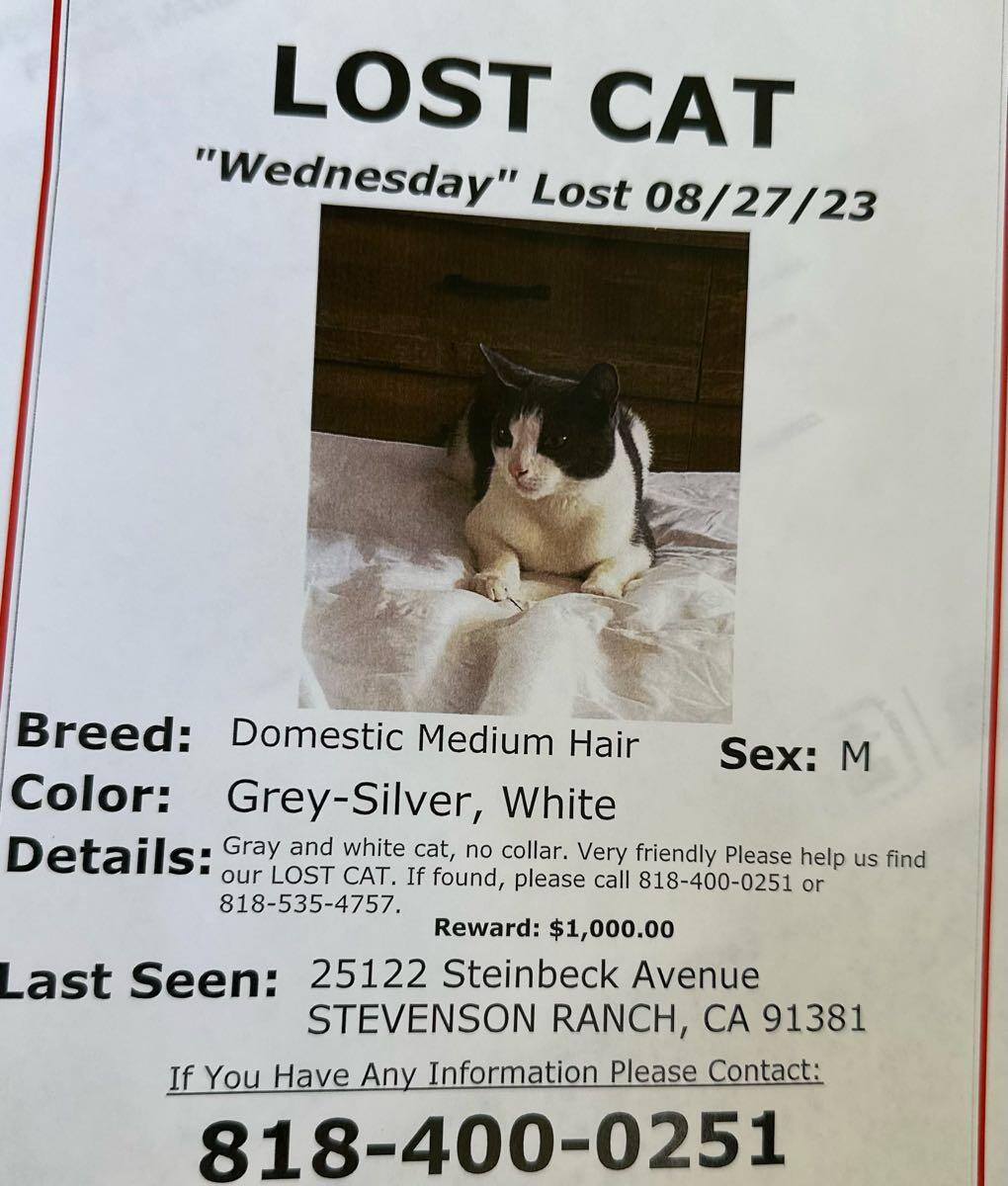 please-help-me-find-my-lost-cat-wednesday-stevenson-ranch