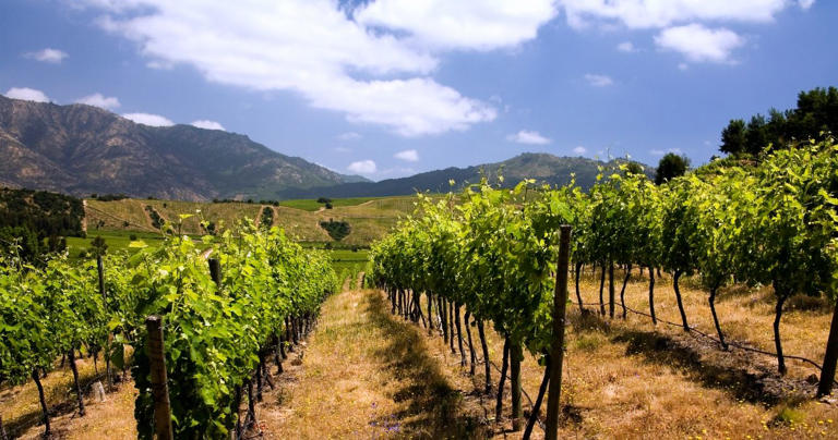 Chilean Wine Country: Sip, Savor, And Explore