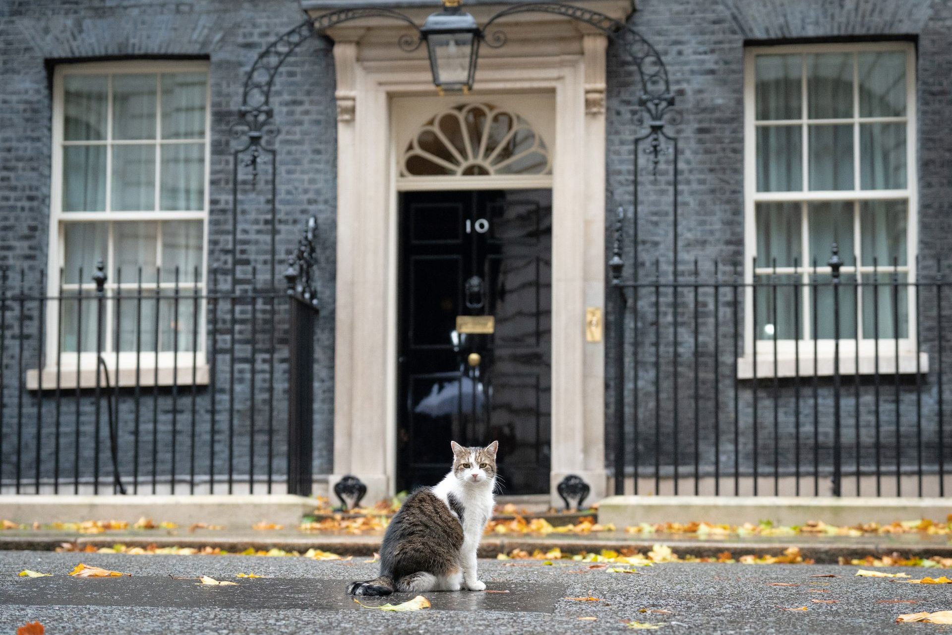 Hello street cat live. Downing Street Gray Colors.