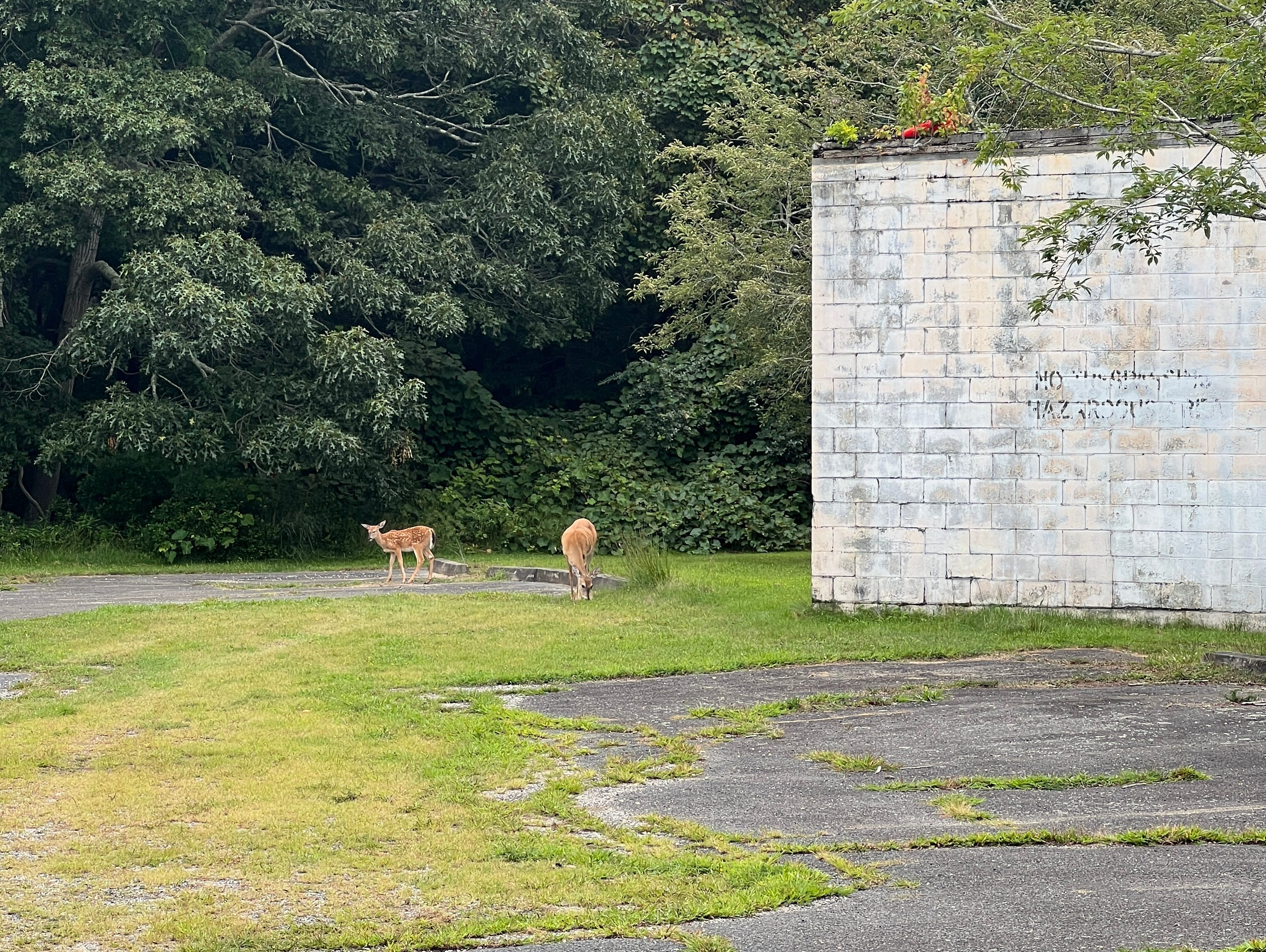 <p>We didn't want to scare the deer away, so we kept our distance while exploring the buildings.</p>