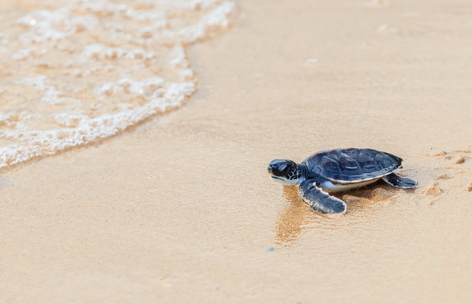 <p>The beach at Nuevo Vallarta is one of the few places in the world where sea turtles come ashore to build their nests and lay eggs. But, once hatched the new-borns face a treacherous journey into the sea. <a href="http://www.puertovallartatours.net/baby-sea-turtles.htm">Puerto Vallarta Tours</a> offers volunteers the chance to give the turtles a helping hand while protecting them from predators. Tours run seasonally, from September to January.</p>  <p><strong><a href="https://www.facebook.com/loveexploringUK?utm_source=msn&utm_medium=social&utm_campaign=front">Love this? Follow us on Facebook for travel inspiration and more</a></strong></p>