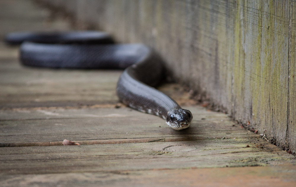 5 Surprising Places Rattlesnakes Like to Hide Around Your Home