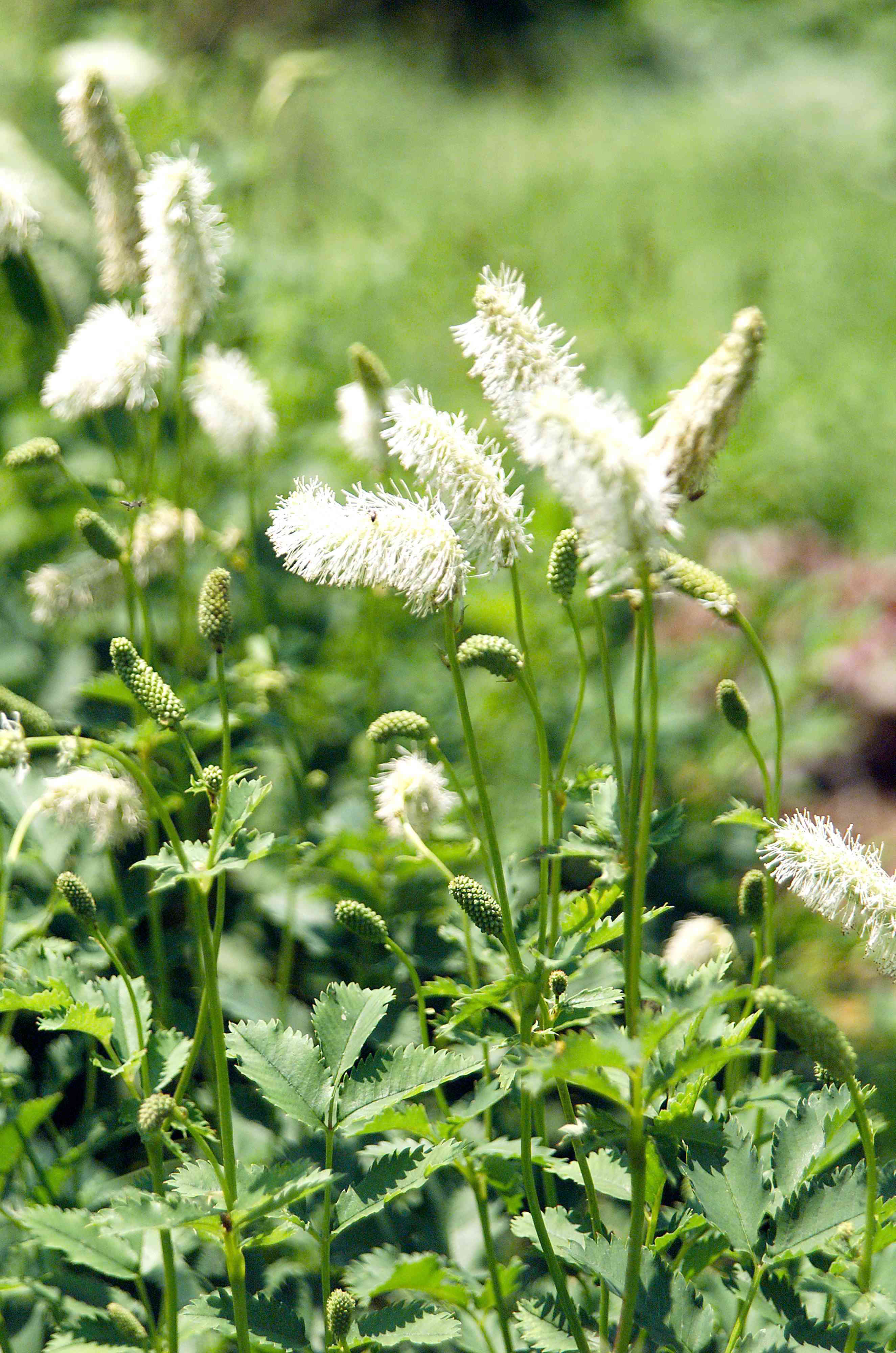 How To Plant And Grow American Burnet