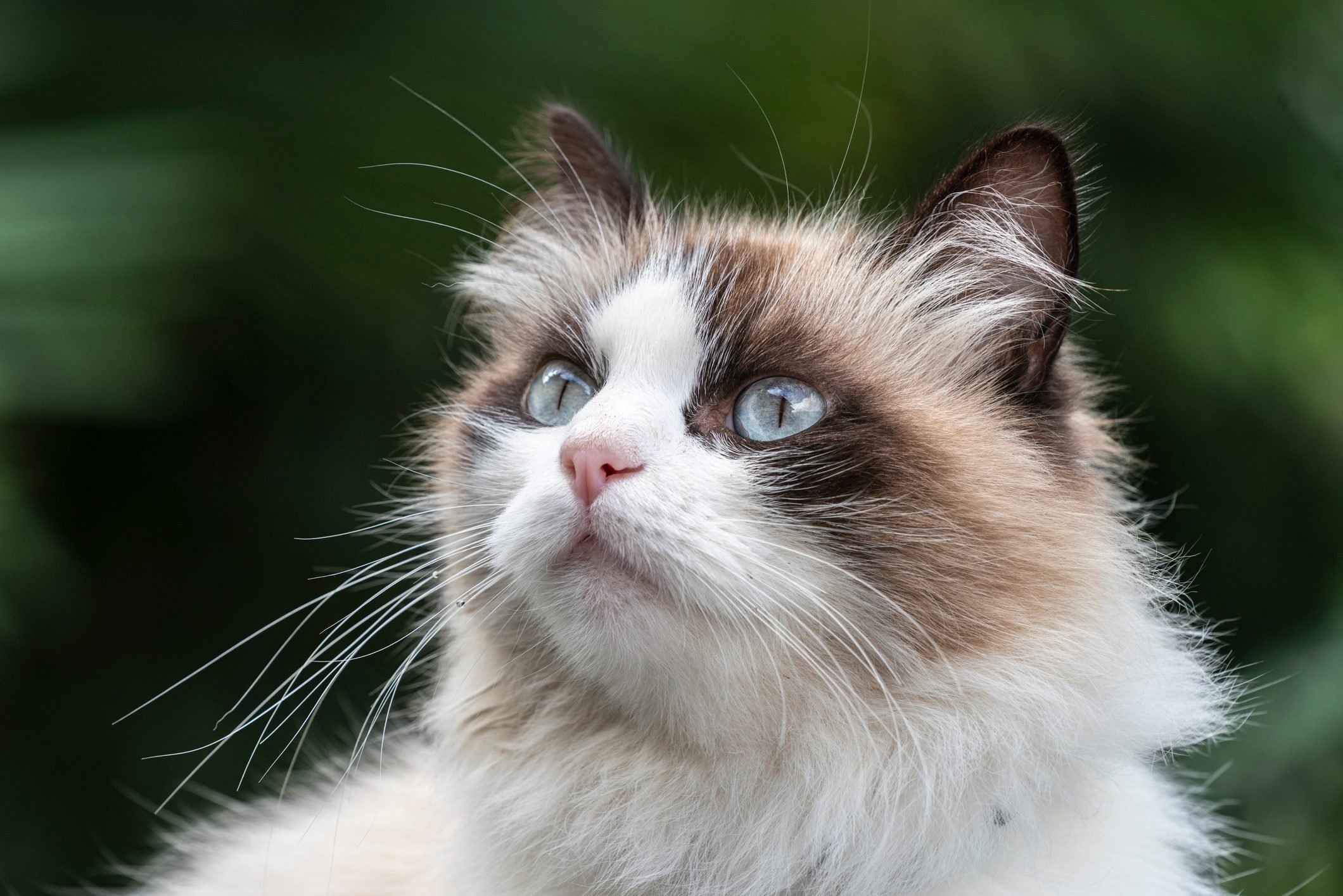 20 Cutest Cat Breeds You’ll Want to Adopt
