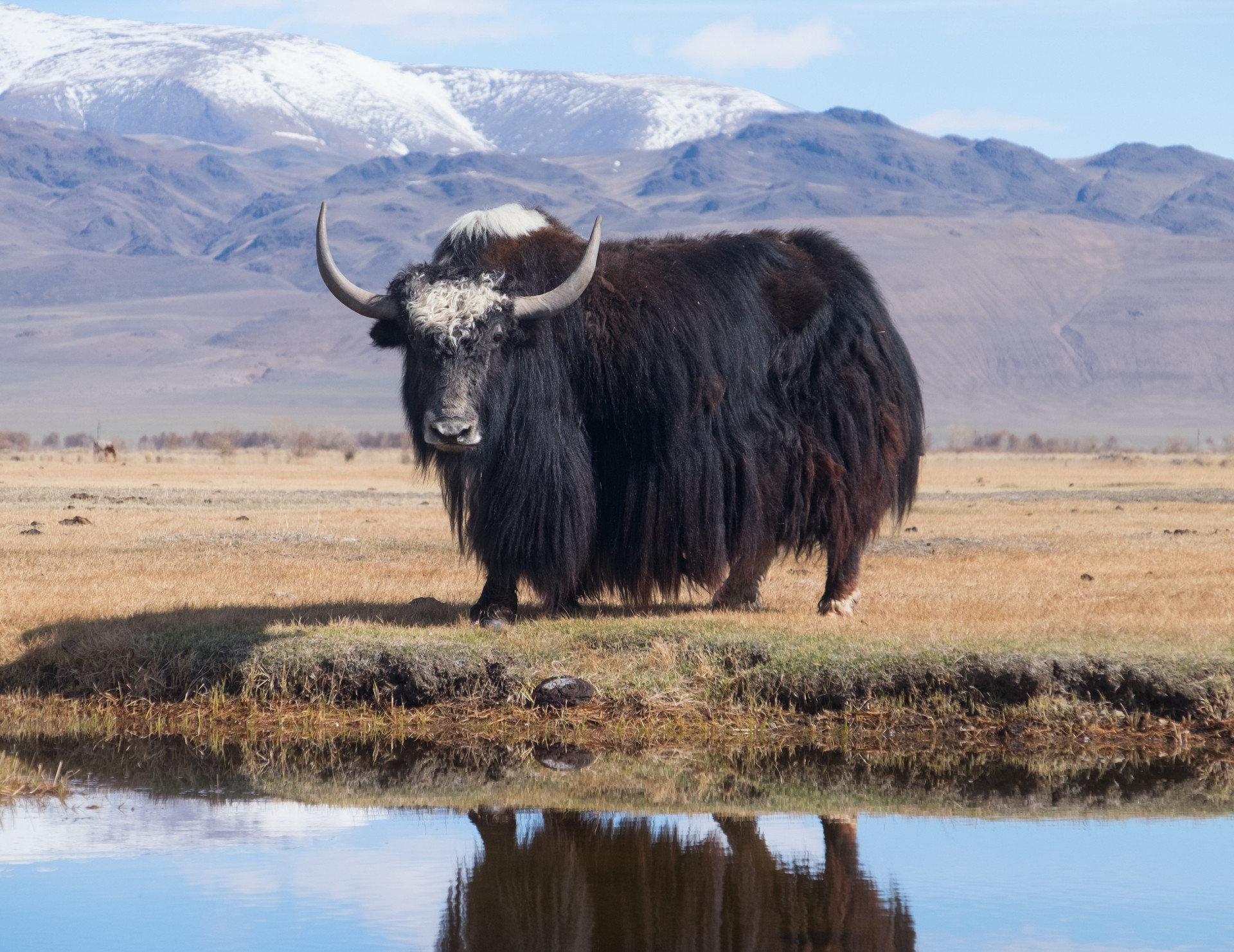 <p>Of all the animals he encountered, the yak seemed to be Polo’s favorite. Amazed by the silky softness of their fur, he brought back yak hair to display in Venice.</p>