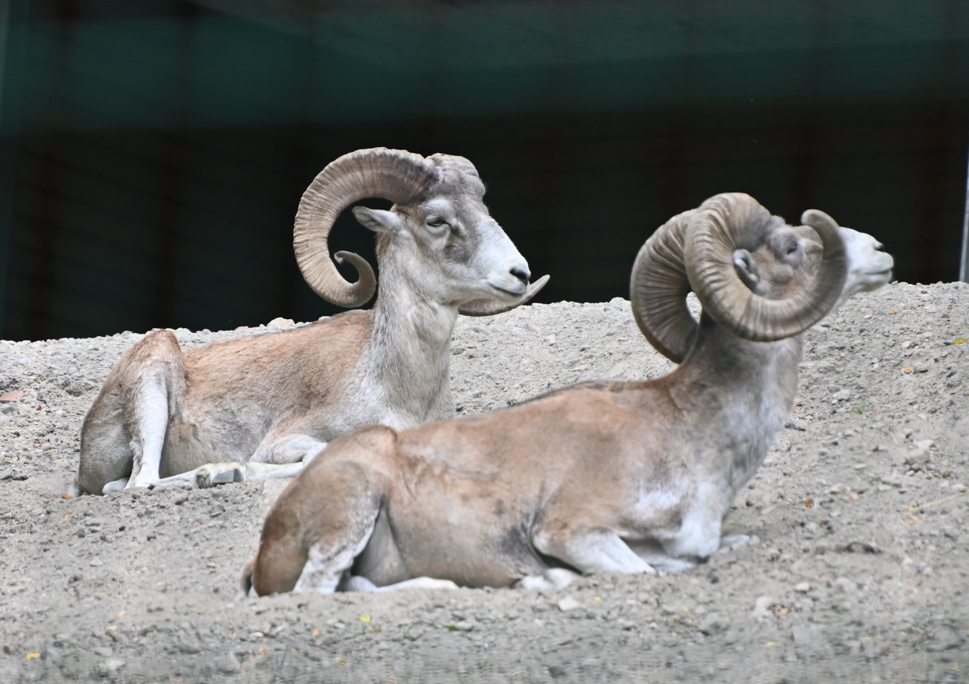 <p>In 1841, zoologist Edward Blyth named a subspecies of Central Asian wild sheep <em>Ovis ammon polii</em> after Marco Polo. They're also known as the Marco Polo sheep.</p>