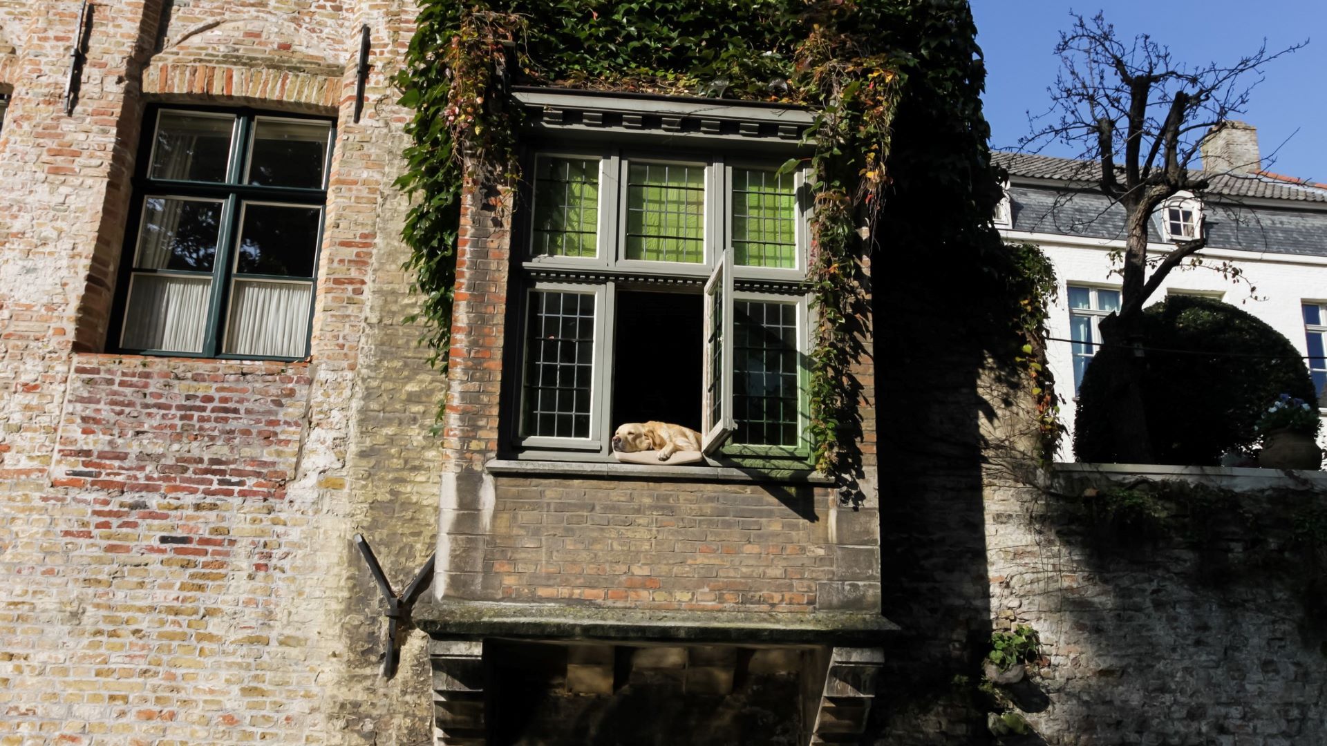 <p>                     You might remember the window-dwelling Labrador retriever, Fidèle, known for snoozing above the canal between 2003 and 2016, even making an appearance in the film <em>In Bruges.</em> While he has sadly died, you can visit the spot he used to sunbathe with your own four-legged friend, as Bruges is a very pet friendly city.                     </p>