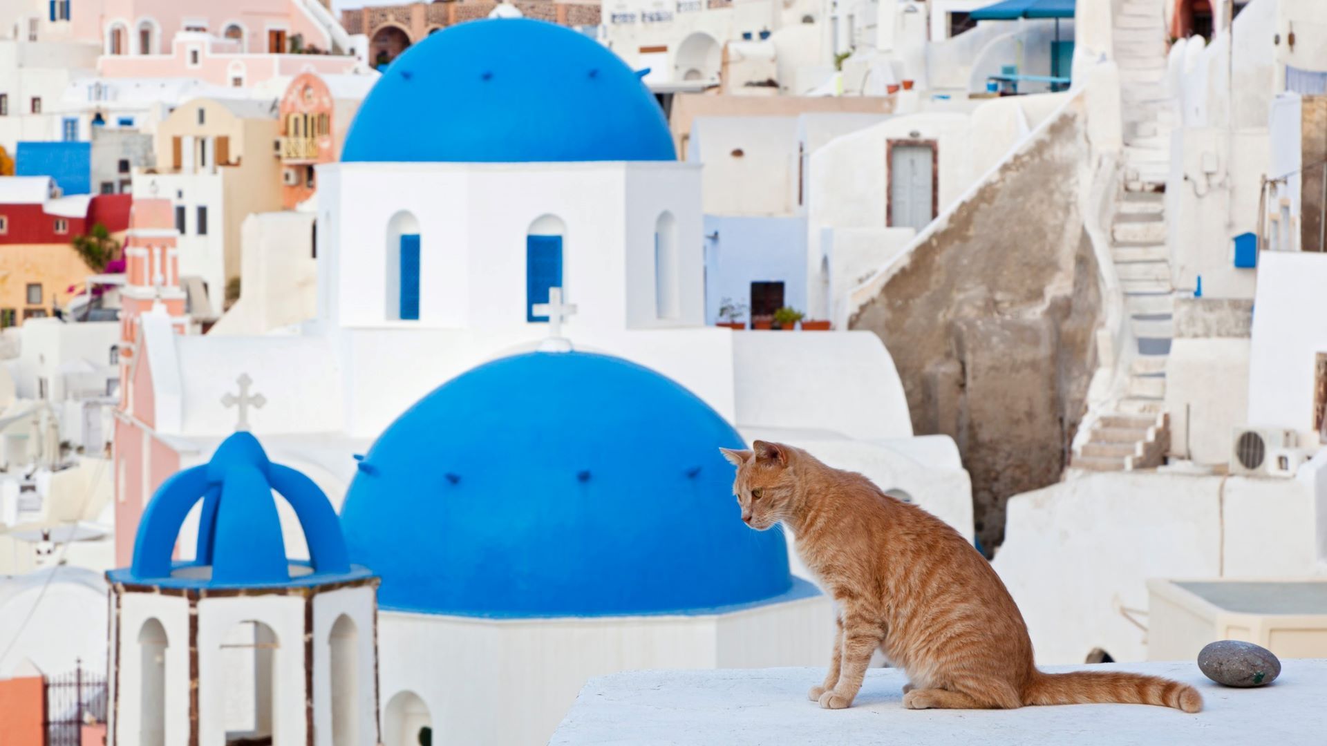 <p>                     You may not think of Greece when we say “pet-friendly” but the island of Santorini has plenty of pet friendly accommodation. It is worth considering that there are feral dogs and cats on the island (taken care of by the Santorini Animal Welfare Association), so keep in mind your pet might interact with them before booking your ticket. The stunning natural landscape and beautiful white houses will give you and your pet plenty to look at while you explore.                    </p>