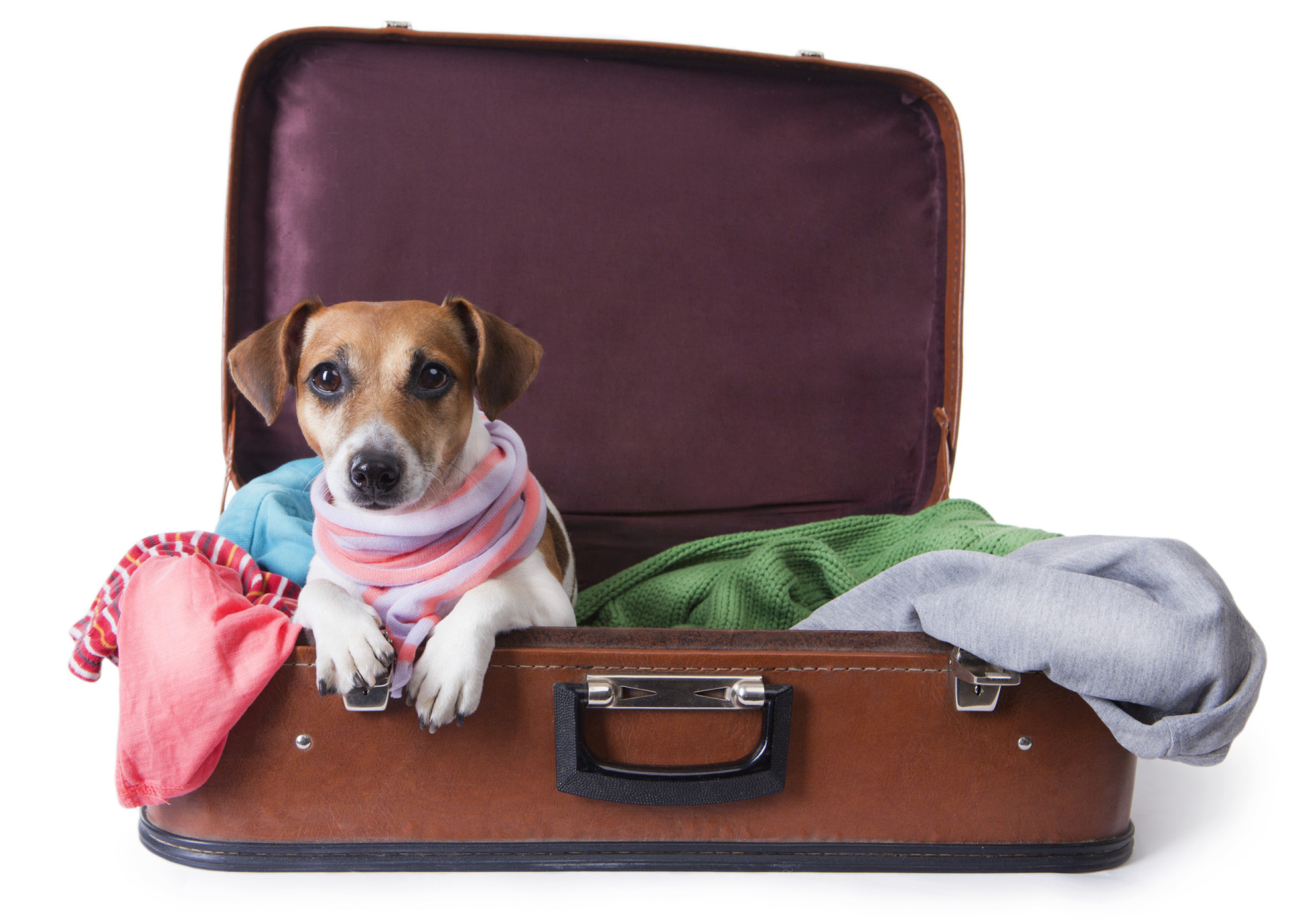 Your pet big. Собака с чемоданом. Животные с чемоданом. Щенки в чемодане. Путешествие с животными.
