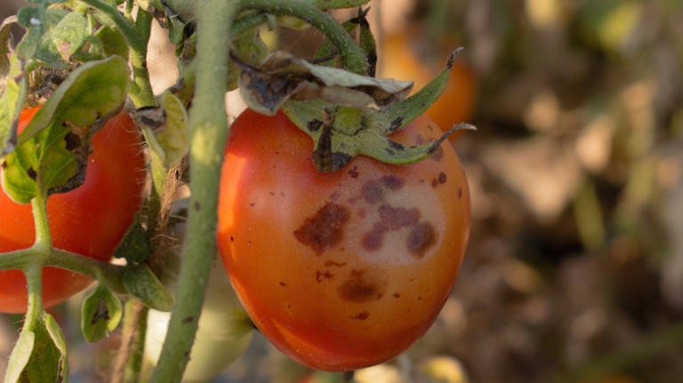 The Popular Kitchen Staple That Works Wonders For Tomato Plants