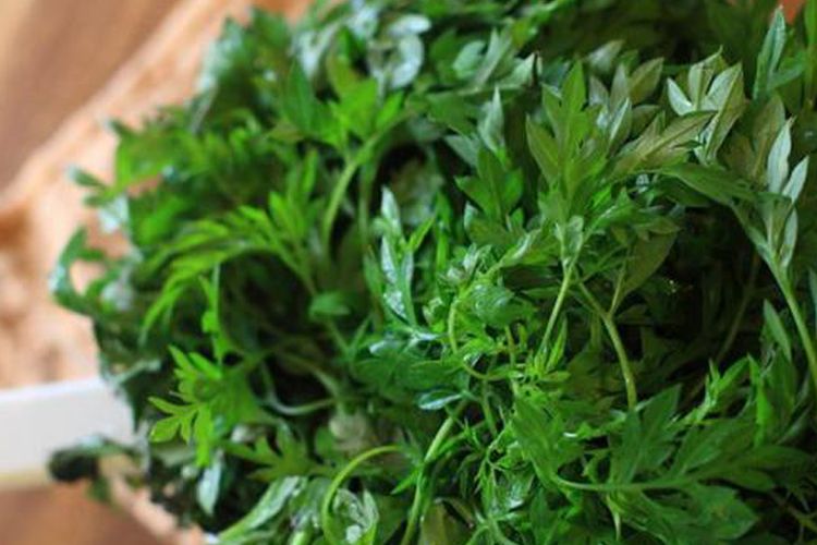 manfaat daun kenikir sebagai obat herbal, begini cara masaknya agar kandungannya tak hilang