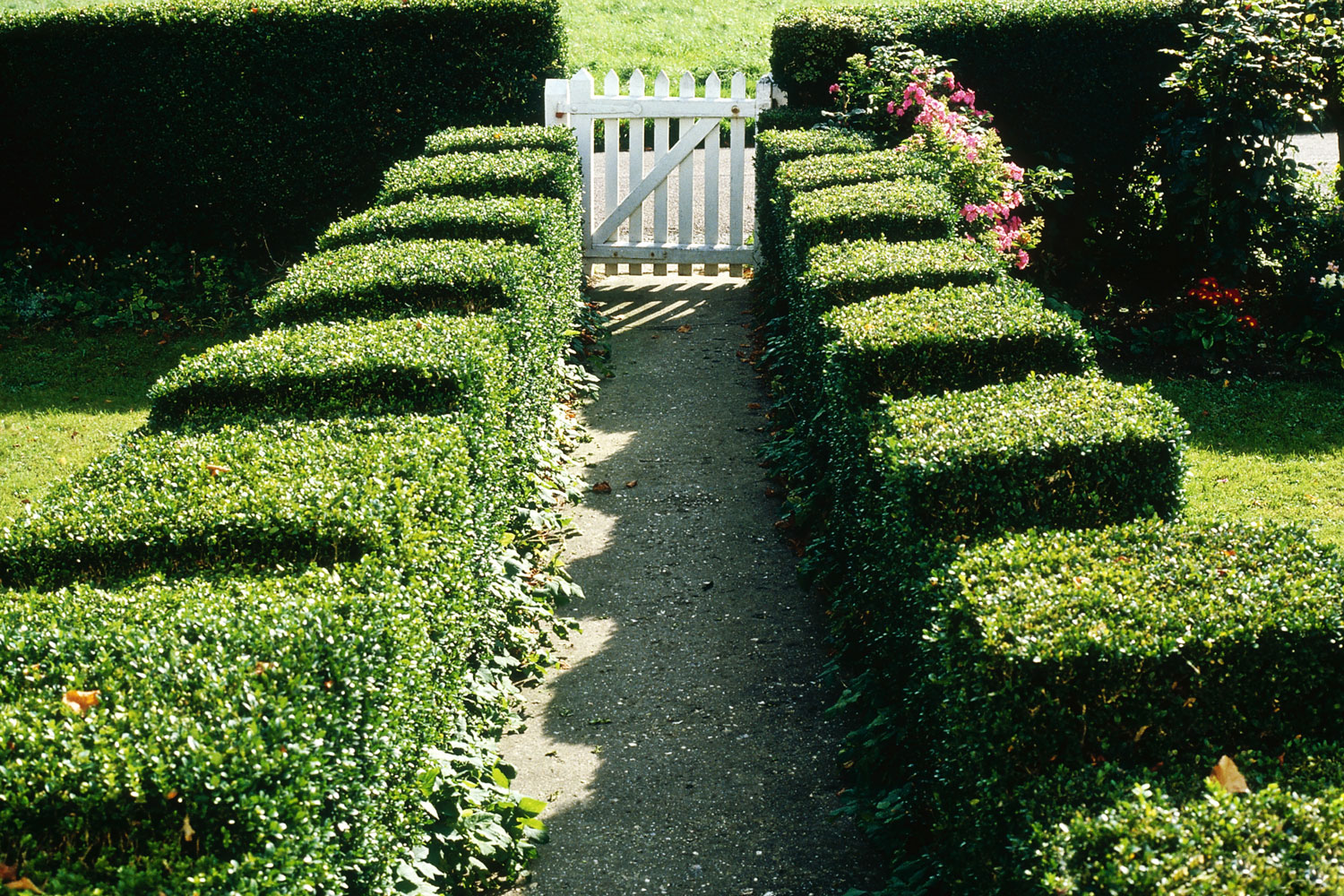 What Are The Best Hedging Plants For Your Garden?