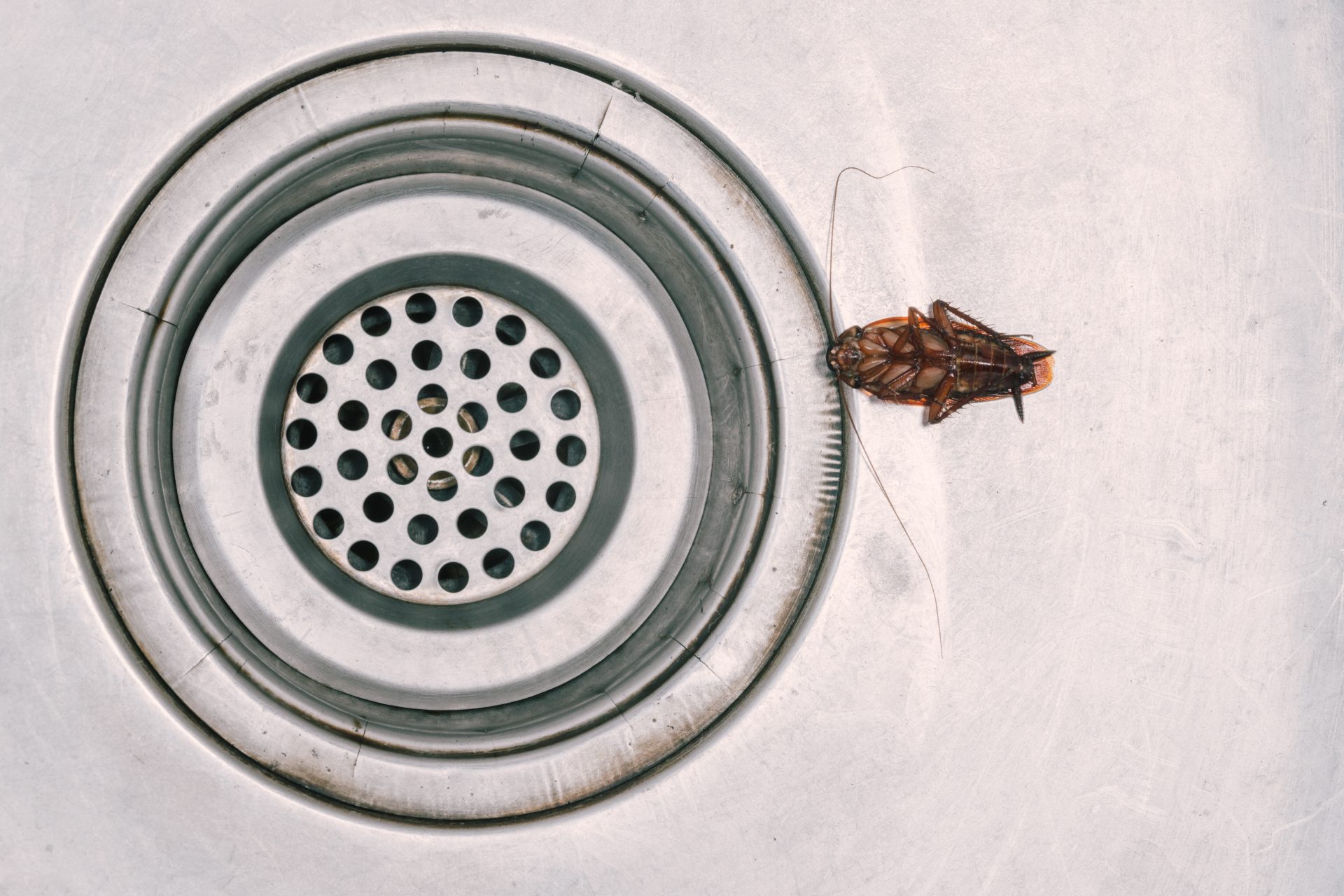 Why crushing a cockroach could be more dangerous than you think