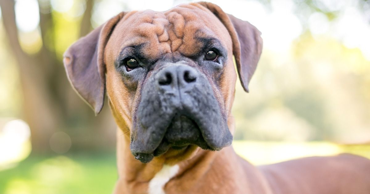 15 Most Hated Dog Breeds by Insurance Companies
