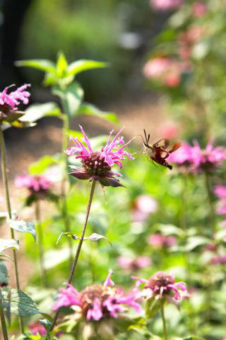 Seen A Moth That Looks Like A Hummingbird? Here's What To Know