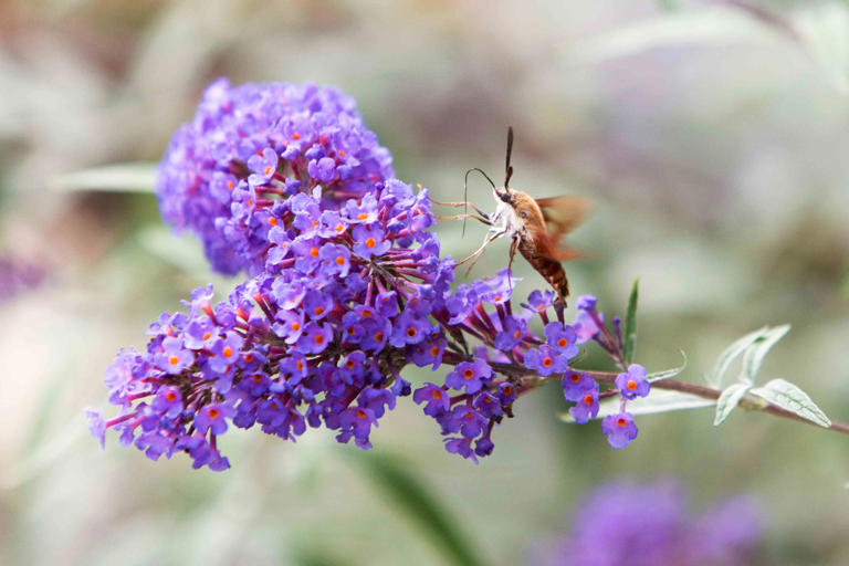 Seen A Moth That Looks Like A Hummingbird? Here's What To Know