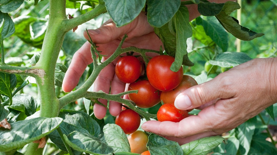 microsoft, tomaten brauchen viel wasser: das ist der beste zeitpunkt, um sie zu gießen