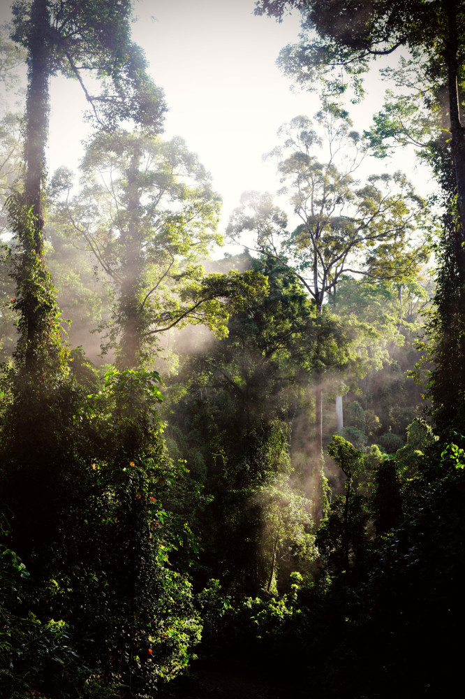 The Tallest Trees In The World, And Where To Admire Them