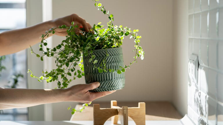 Tricks To Make Your Fake Plant Appear Perfectly Imperfect