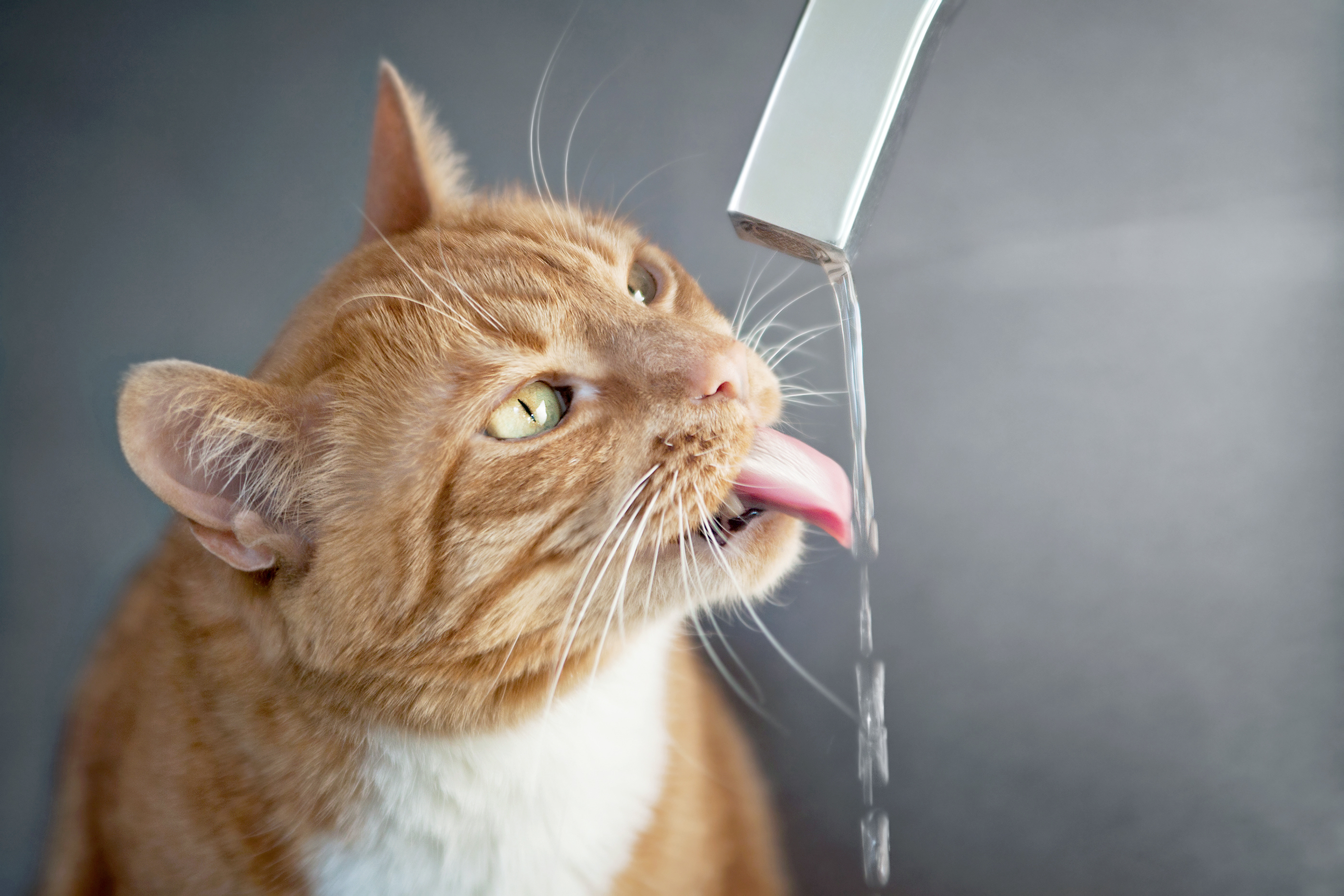 Сколько коты пьют в день. Кот пьет. Кошка пьет воду. Кошка пьет воду из под крана. Кошка лакает воду.
