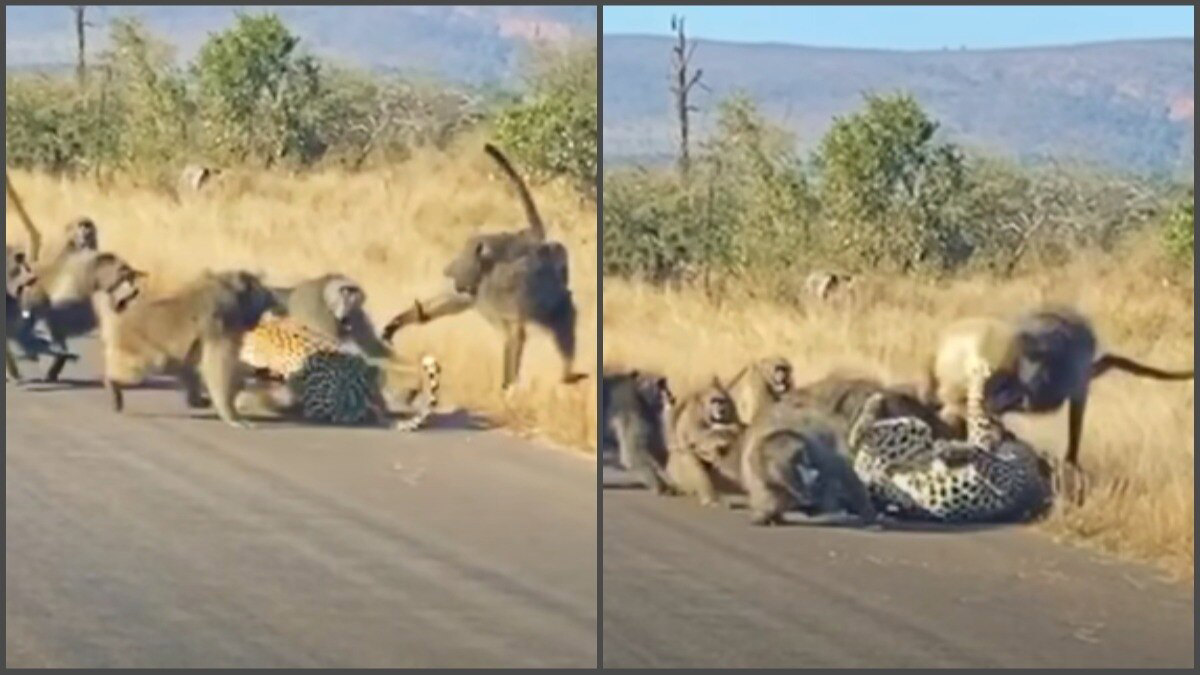Baboon Gang Attacks Leopard In Viral Video From South Africa Watch 