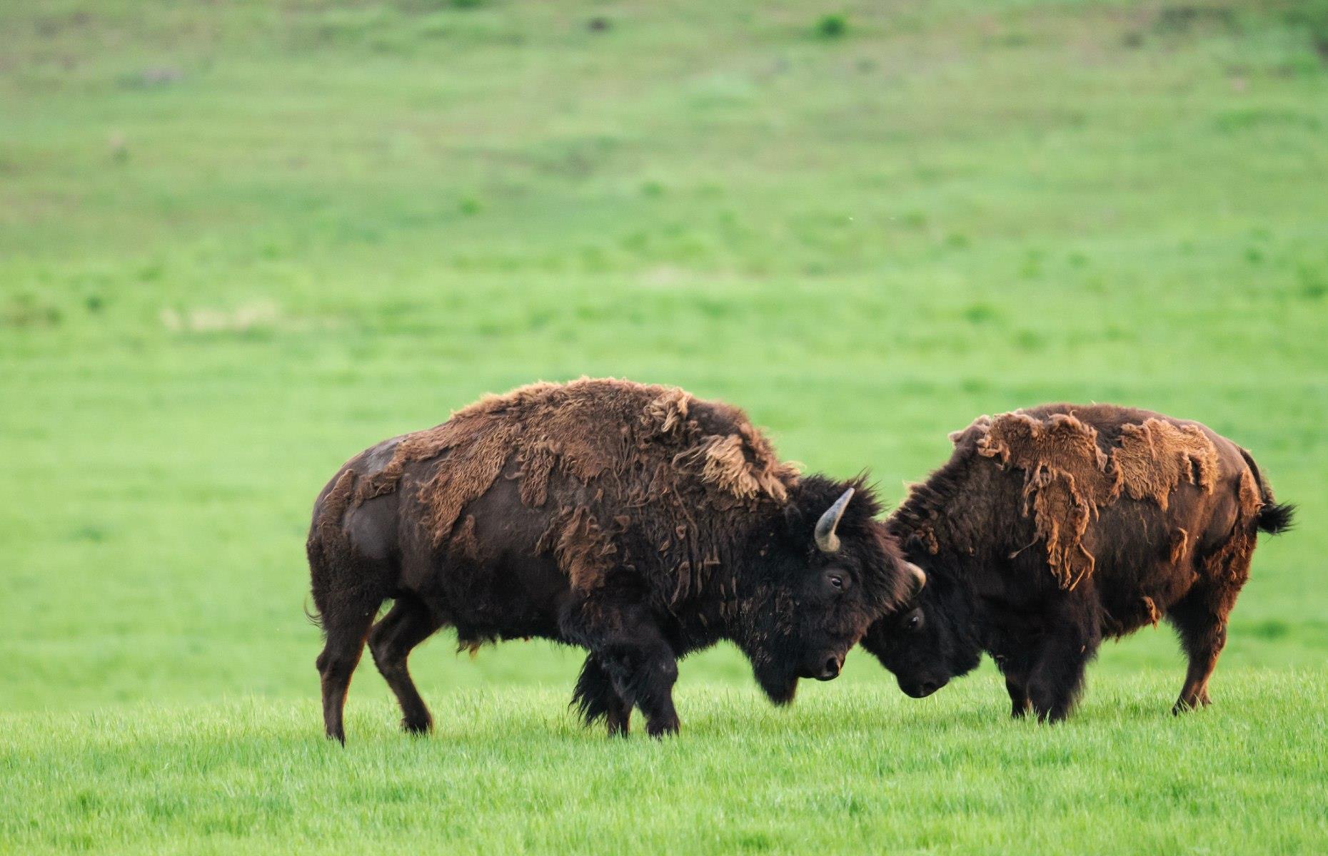 <p>There are no guided wildlife tours at Grasslands National Park, but visitors can take the Ecotour Scenic Drive or the Timbergulch Trail on foot to find the herd (keep a distance of at least 328 feet/100m). Elsewhere in the province, Wanuskewin Heritage Park has its own clan of bison, who welcomed their first calf in 2020 – the first time a baby bison had been born on this land since 1876. Wanuskewin has been a gathering place for all nations of the Northern Plains for over 6,400 years, and its present bison herd are all descendants of the last 1,000 bison to roam the prairies.</p>