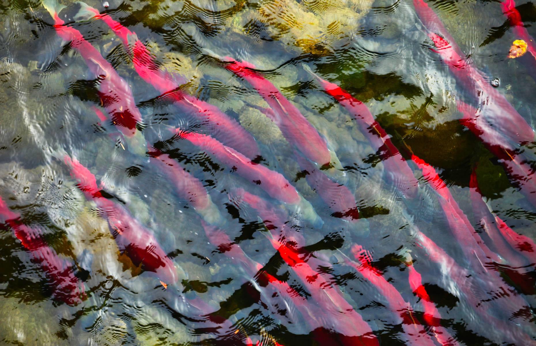 One of the greatest natural phenomena in the world, British Columbia’s autumn salmon run has been enthralling wildlife enthusiasts since time immemorial. It is when freshwater-born sockeye salmon return to their birthplace from the sea, journeying hundreds of miles to lay their own eggs. Not only is it amazing to see the salmon themselves, swimming valiantly upstream and quite literally running a gauntlet of threats, but also the other wildlife this spectacle attracts.