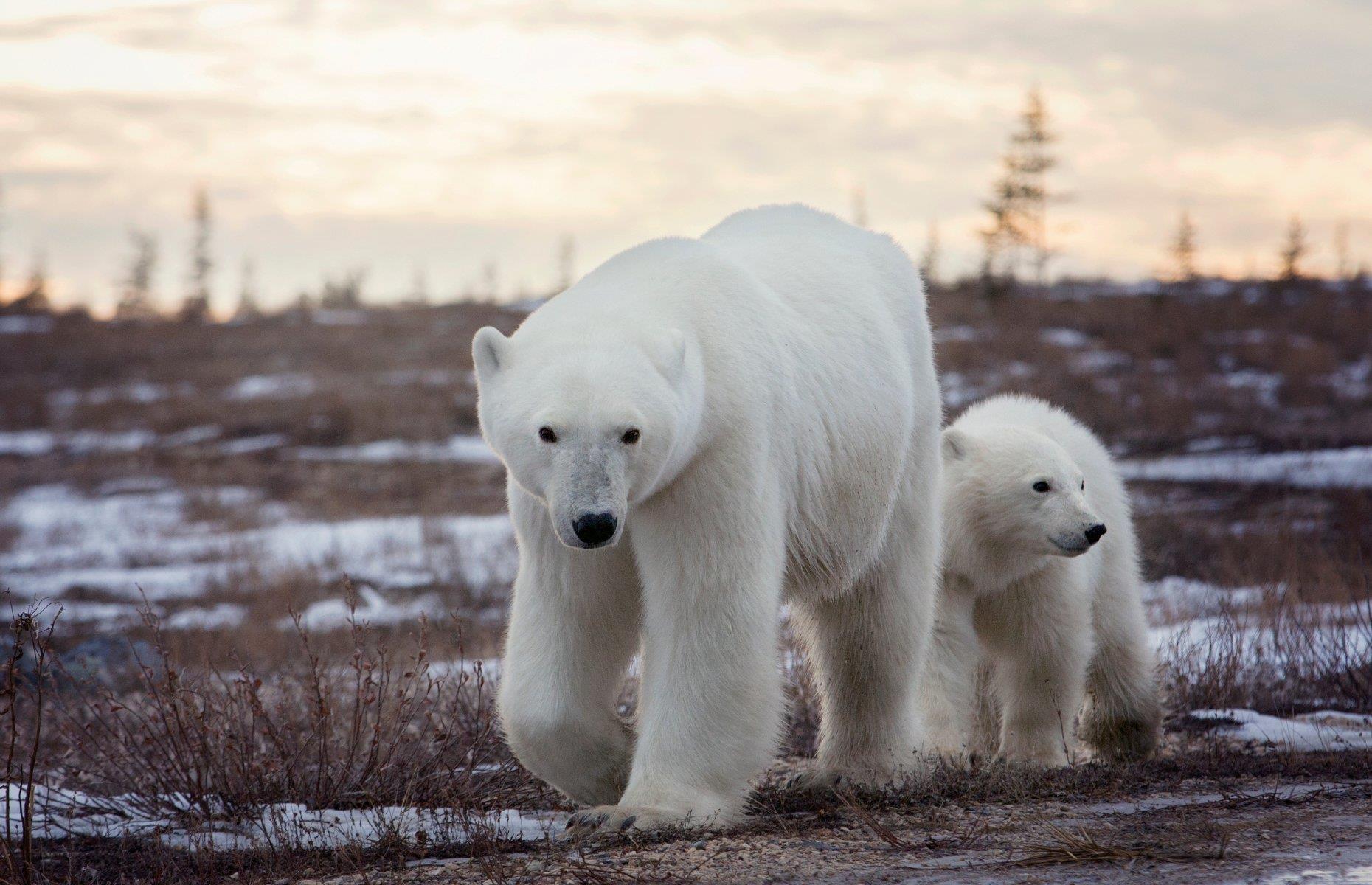 <p>Frontiers North (as well as its beluga whale experience) offers a polar bear conservation journey during the autumn. Guests will meet a Polar Bears International scientist and get access to the Wildlife Management Area, where the season's highest concentration of polar bears can be found. Inuit-owned <a href="https://subarctictours.ca/about-subarctic">Sub-Arctic Tours</a> specialises in intimate small-group tours, and <a href="https://www.watchee.com/">Wat'chee Expeditions</a> operates a lodge 40 miles (64km) south of Churchill that is open only for a short period every year – encounters with polar bear cubs and mums are said to be "virtually guaranteed” here.</p>  <p><a href="https://www.loveexploring.com/galleries/88525/the-best-wildlife-experiences-in-the-world?page=1"><strong>Now read on for the best wildlife experiences around the world</strong></a></p>